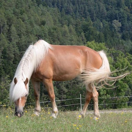 Haflingerhof Luef Βίλα Bad Schönau Εξωτερικό φωτογραφία