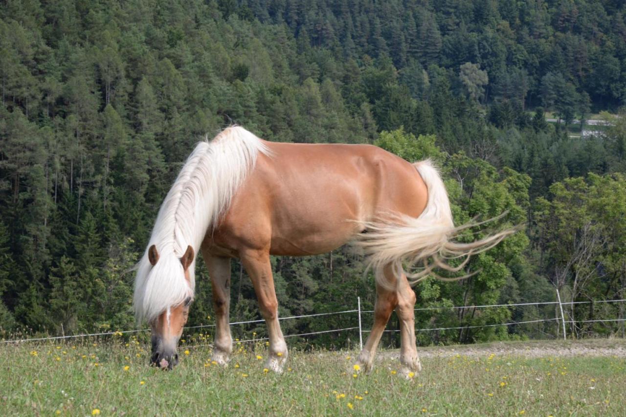 Haflingerhof Luef Βίλα Bad Schönau Εξωτερικό φωτογραφία